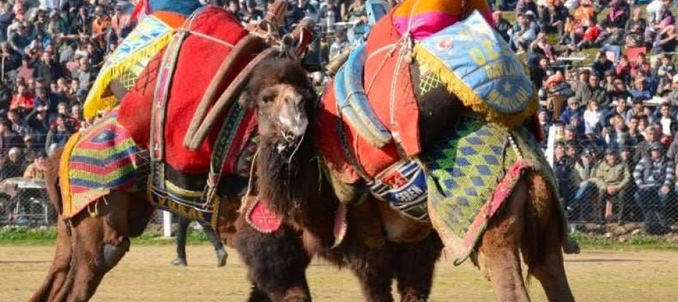 5. KEMALPAŞA DAMLACIK DEVE GÜREŞLERİ FESTİVALİ İPTAL EDİLDİ