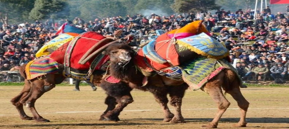 5. KEMALPAŞA DAMLACIK DEVE GÜREŞLERİ FESTİVALİ İPTAL EDİLDİ