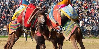 5. KEMALPAŞA DAMLACIK DEVE GÜREŞLERİ FESTİVALİ İPTAL EDİLDİ